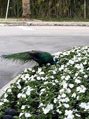 Pavo cristatus × muticus