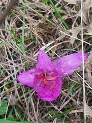 Colchicum bivonae