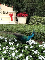 Pavo cristatus × muticus