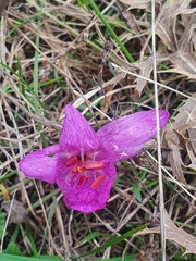 Colchicum bivonae