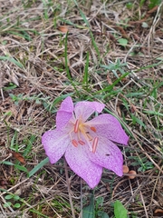 Colchicum bivonae
