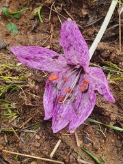 Colchicum bivonae