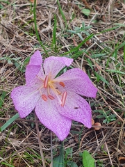 Colchicum bivonae