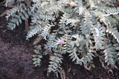 Oxytropis kamtschatica