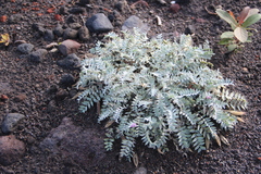 Oxytropis kamtschatica