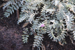 Oxytropis kamtschatica