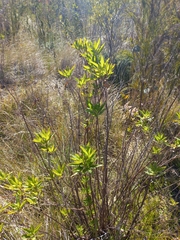 Nidorella ivifolia