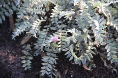 Oxytropis kamtschatica