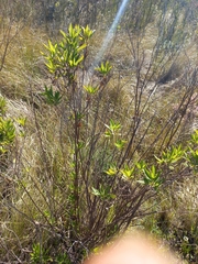 Nidorella ivifolia