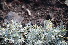 Oxytropis kamtschatica