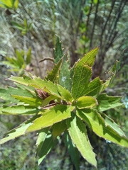 Nidorella ivifolia