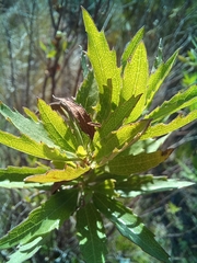 Nidorella ivifolia