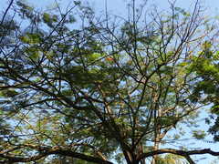 Delonix regia