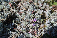 Oxytropis kamtschatica