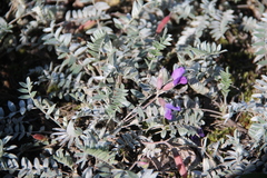 Oxytropis kamtschatica