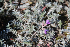 Oxytropis kamtschatica