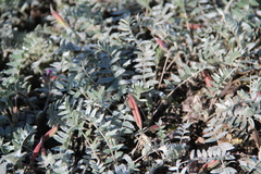 Oxytropis kamtschatica