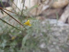 Bidens leptocephala