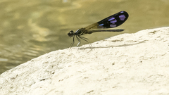 Aristocypha fenestrella