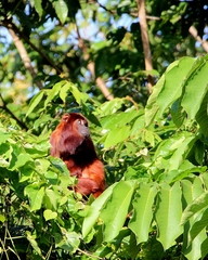 Alouatta macconnelli