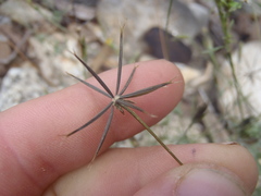 Bidens leptocephala
