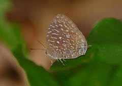 Arhopala democritus