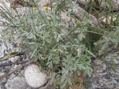 Bidens leptocephala