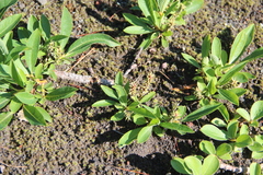 Salix sphenophylla