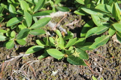 Salix sphenophylla