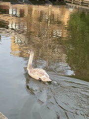 Cygnus olor