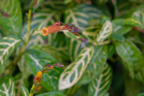 Sanchezia tigrina