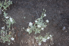 Stellaria eschscholtziana