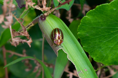 Chelymorpha alternans