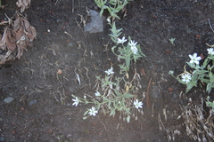 Stellaria eschscholtziana