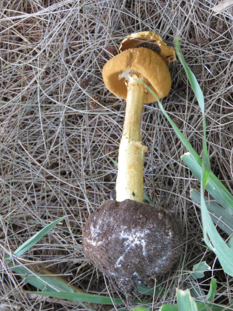 Battarrea phalloides · October 2021 · photo: © gonsaro (iNaturalist, cc-by)