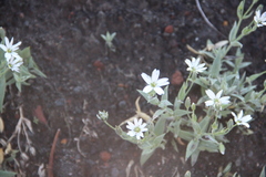 Stellaria eschscholtziana