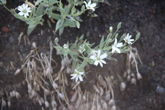 Stellaria eschscholtziana