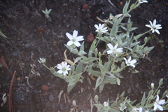 Stellaria eschscholtziana