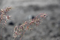 Poa malacantha