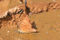 Abisara bifasciata suffusa
