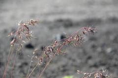 Poa malacantha