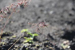Poa malacantha