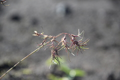 Poa malacantha
