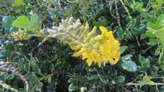 Sophora tomentosa