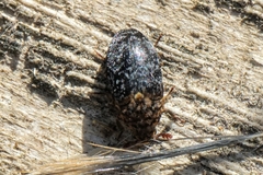 Dermestes undulatus