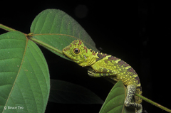 Gonocephalus liogaster