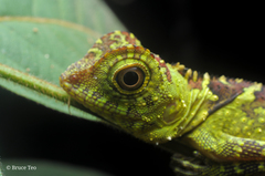 Gonocephalus liogaster