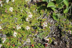 Bryanthus gmelinii