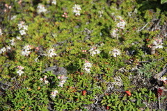 Bryanthus gmelinii