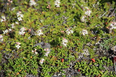 Bryanthus gmelinii